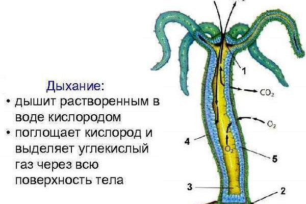 Кракен прямая ссылка